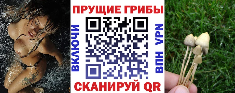Псилоцибиновые грибы MAGIC MUSHROOMS  продажа наркотиков  Каменногорск 